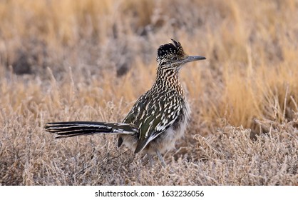 roadrunner foraging in the brushlands in the bosque del apache national wildlife refuge near socorro, new mexico 