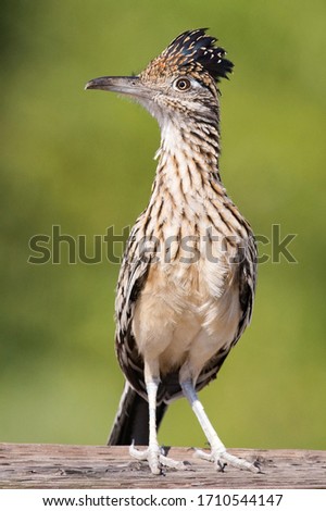 A Roadrunner Pauses on a Wooden Fence Rail