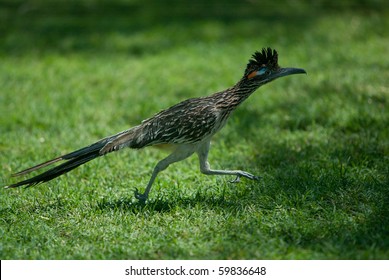 Roadrunner Running Into The Shade