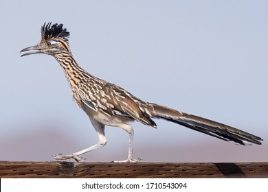 Roadrunner Running On A Wooden Fence Rail