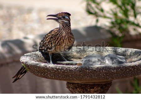 Roadrunner sits in a bird bath with its mouth open in the suburb of Albuquerque, New Mexico, USA