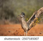 Roadrunner in southern Texas desert