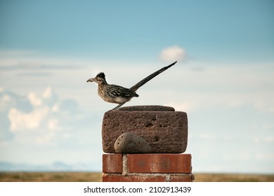 Roadrunner Standing At The Ranch Entrance