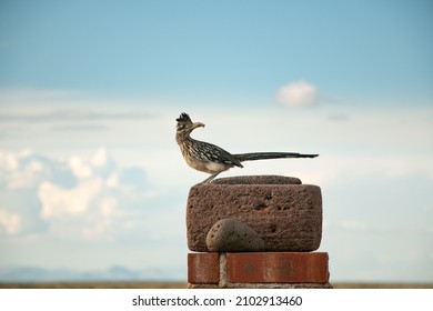 Roadrunner Standing At The Ranch Entrance