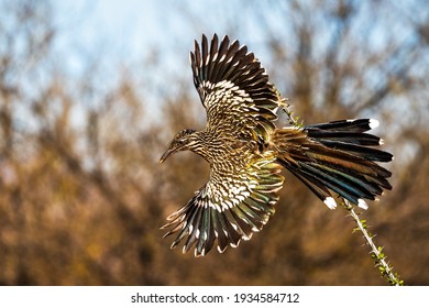 A roadrunner takes flight in the desert showing off the rich colors of feathers.