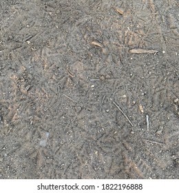 Roadrunner Tracks In Dirt In Arizona Desert