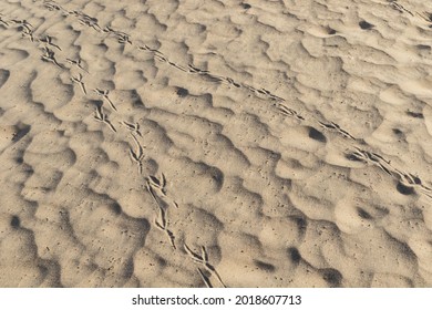 Roadrunner Tracks In Sand, At Mesquite Dunes, Death Valley, California. 

