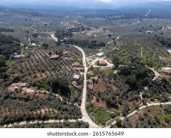 Roads crossing olive tree fields and rural houses in Torbali, Izmir, Turkey, creating a picturesque agricultural landscape