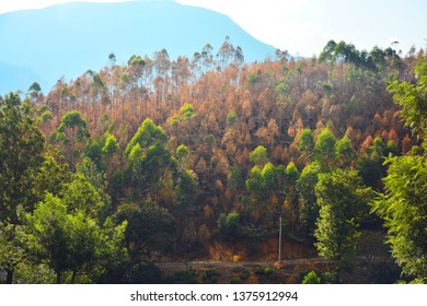 Roads Of Munnar, Kerala