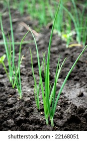 Roads Of Spring Onions On The Ground