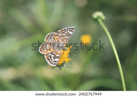 roadside butterflies, moths, dragoon, arizona