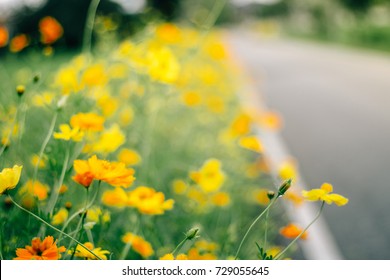 Roadside Flowers