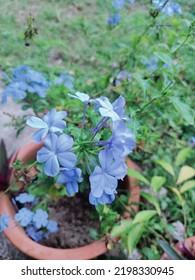 Roadside Flowers Near My House.