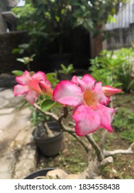 Roadside Flowers That Decorate Our Journey,Indonesia