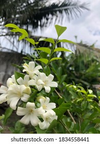 Roadside Flowers That Decorate Our Journey,Indonesia