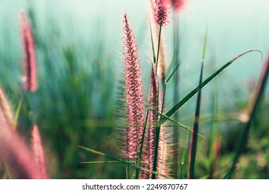 roadside grass against blurred water background