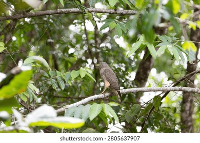 Roadside Hawk perched high on a tree branch in the Costa Rican rainforest.