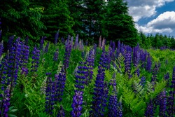 Roadside Lupines In Northern Maine In Summer