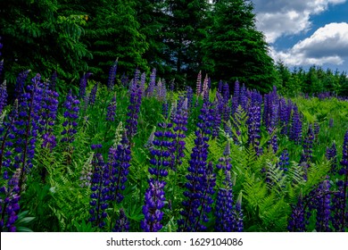 Roadside Lupines In Northern Maine In Summer