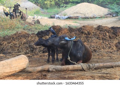 541 Livestock Tamil Nadu Images, Stock Photos & Vectors 