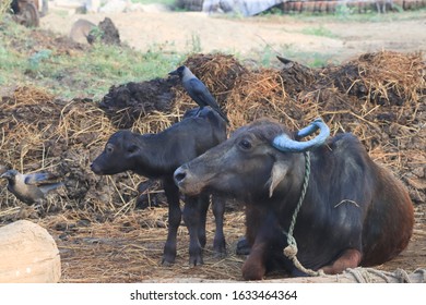 Roadside Opened Buffalo Cattle Farm Tamil Stock Photo 1633464364 ...