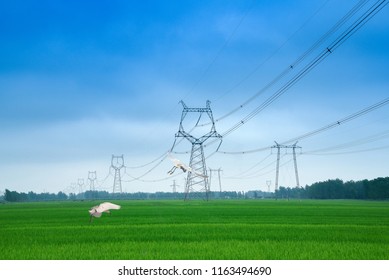 Roadside Overhead Line