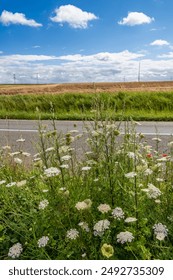 Roadside in summer, flowered shoulder path