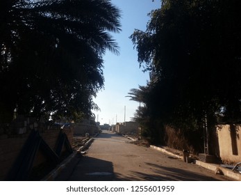 A roadside with trees