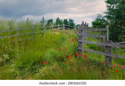 Roadside view of tall grasses and flowering poppies and other flowers flanked by wooden fence under bright cloudy sky along Minster Way, Beverley, Yorkshire, UK.