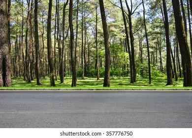 Roadside View And Tree Forest