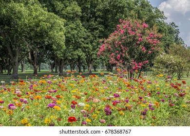 Roadside Zinnias In Caddo Parish Louisiana 