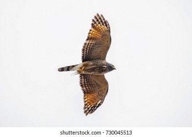 Roadside-Hawk in flight