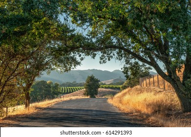 Roadtrip In Sonoma County Wine Country, California, USA