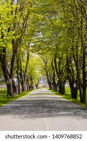 roadway Lined  up  with trees 