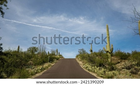 roadway through Saguaro National Park East with desert landscape and Saguaro cactus or Carnegiea gigantea