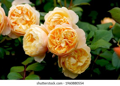 Roald Dahl (Ausowlish). English Rose Bred By David Austin