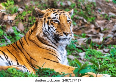 Roaming majestically through the dense forests, the Bengal tiger is a symbol of power and grace in the wild. Let's cherish and protect these magnificent creatures. #WildlifeWednesday #BengalTige - Powered by Shutterstock