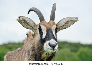 Roan Antelope