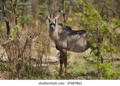 Roan Antelope