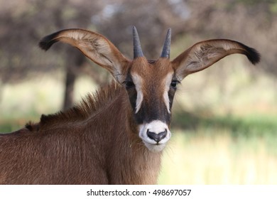 Roan Antelope