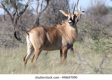 Roan Antelope