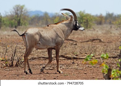 Roan Antelope Bull