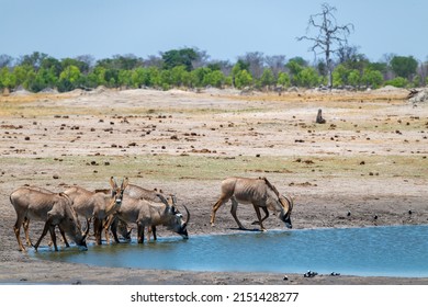 Roan antelope drinking at a waterhole