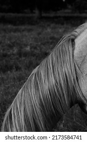 Roan Filly Horse Mane Closeup With Blurred Background In Black And White.