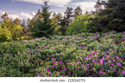 Roan Mountain Rhododendron Gardens Blooming Stock Photo 1132162751 ...