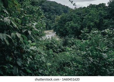 Roanoke River Shot Through Leaves.