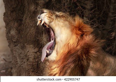 ROAR