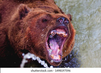 The Roar Of Brown Bear 