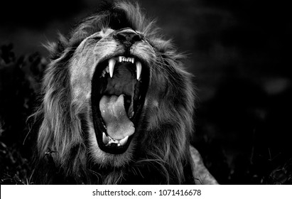 The roar of the lion - Ngorongoro Conservatio Area, Tanzania. Photo taken in Ndutu, on the southern border of the Serengeti. This lion and his brother have recently become lords of that territory.