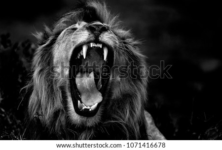 The roar of the lion - Ngorongoro Conservatio Area, Tanzania. Photo taken in Ndutu, on the southern border of the Serengeti. This lion and his brother have recently become lords of that territory.